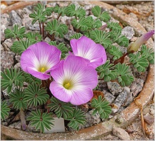 Oxalis (acid)