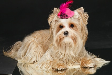 A fajtiszta golddast yorkshire terrier leírása