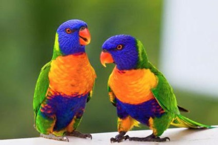 Descrieri de papagal ondulat și altele