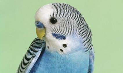 Descrieri de papagal ondulat și altele