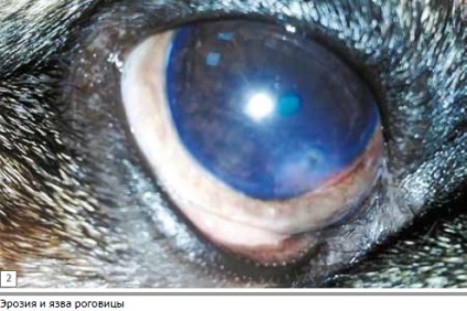 Experiență în aplicarea cantoplastiei medii modernizate în sindromul ocular brachycephalic