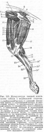 Caracteristicile musculaturii membrelor pelvine la câini - totul despre animale