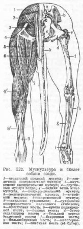 Caracteristicile musculaturii membrelor pelvine la câini - totul despre animale