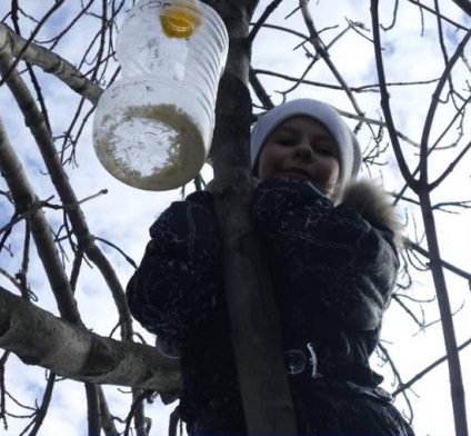 Caracteristicile hrănirii păsărilor în timpul iernii