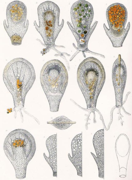 Comanda amoeba shell description, structura, inteles, fapte interesante