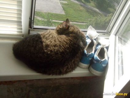 Feedback despre plasa de țânțari - antikoshka protecția fiabilă a pisicii dvs. de a cădea în afara ferestrei, data retragerii