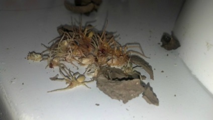 Tipul a găsit în casa lui un cuib plin de ucigași plini de păianjeni morți, umkra