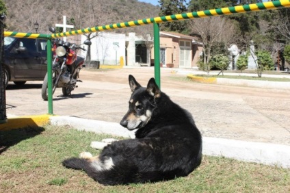 Câine de 6 ani trăiește pe mormântul proprietarului