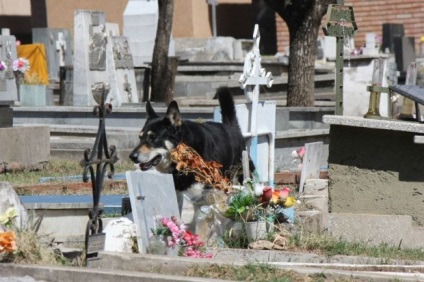 Câine de 6 ani trăiește pe mormântul proprietarului