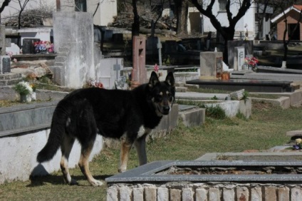 Câine de 6 ani trăiește pe mormântul proprietarului