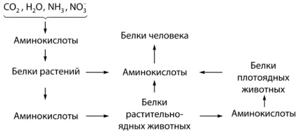 Alimentația și valoarea biologică a proteinelor