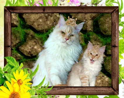 Macska macskák ösvény a nagy királynő - tenyésztés macskák ösvény a nagy királynő