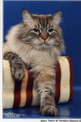 Macska tenyésztése Szibériai gyöngyház - szibériai és neva maszkolás macskák
