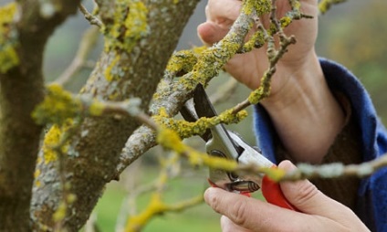 Fructul purtător de grădină de copaci