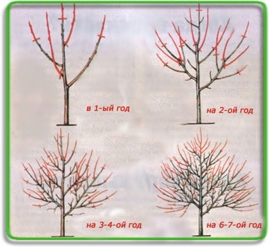 Fructul purtător de grădină de copaci