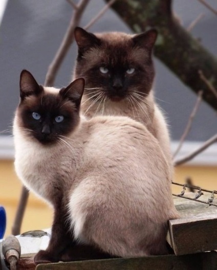 De ce pisicile thailandeze sunt pisici intunecate Pisicile thailandeze se nasc complet alb, si mai tarziu au