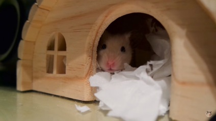 De ce hamsterii intră într-o stare de hibernare care intră în hibernare sau hibernare la hamsteri