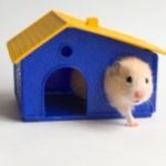 De ce hamsterii intră într-o stare de hibernare care intră în hibernare sau hibernare la hamsteri