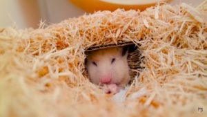 De ce hamsterii intră într-o stare de hibernare care intră în hibernare sau hibernare la hamsteri