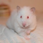 De ce hamsterii intră într-o stare de hibernare care intră în hibernare sau hibernare la hamsteri