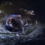 De ce hamsterii intră într-o stare de hibernare care intră în hibernare sau hibernare la hamsteri