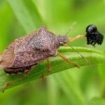 Miért büdös bogarak olyan kellemetlen szagot, ha összetörtek