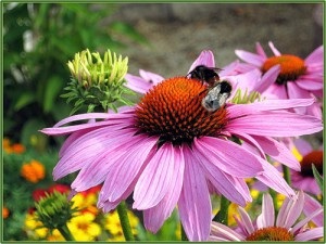 Echinacea utilă