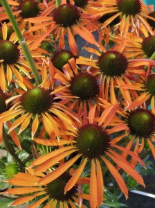 Hasznos Echinacea