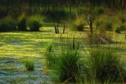 Sfaturi utile pentru supraviețuire în pădure