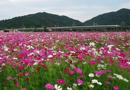 Domeniile cosmice din Japonia