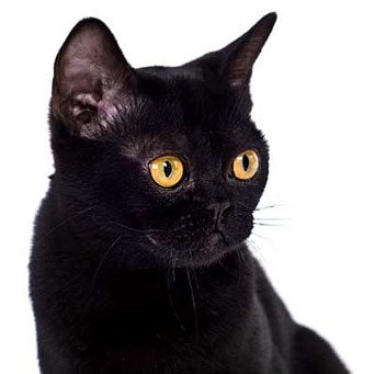 Rasă de pisici de culoare neagră