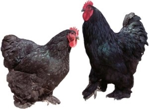 Bentamka csirke fajtája leírás, leírás és fotó