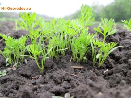 Plantarea morcovilor în primăvară și metode de însămânțare