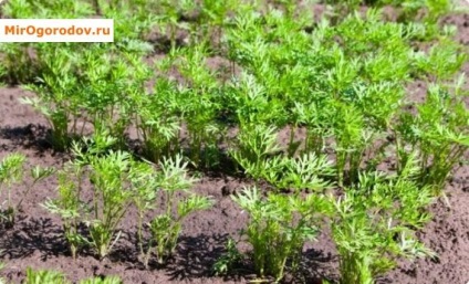A sárgarépa tavaszi ültetése és a vetés módszerei