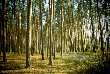A fa vágására vonatkozó szabályok