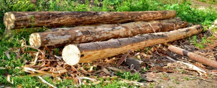 Reguli pentru tăierea lemnului