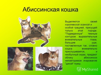Prezentarea pe această temă a pisicii abisiniană se distinge prin purtarea sa regală și grație specială,