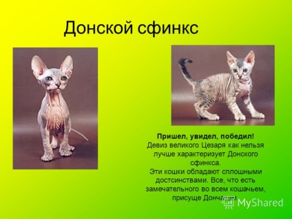 Az Abyssinus macska témájáról szóló előadást a királyi viselkedés és a különleges kegyelem különbözteti meg,