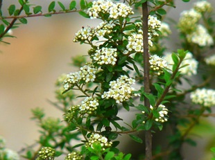 Gradina naturala