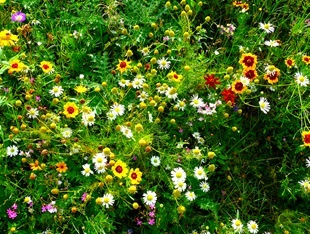 Gradina naturala