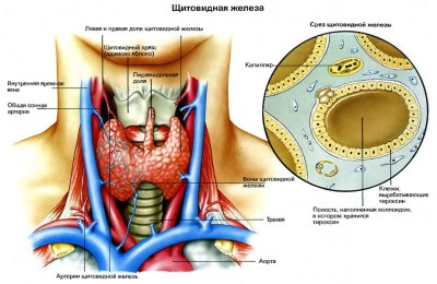 Simptomele bolii tiroidiene care sunt simptomele pacientului