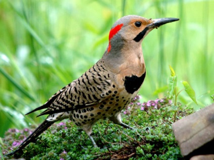 Bird Chopper fotografie și descriere