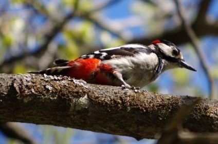 Bird Chopper fotografie și descriere