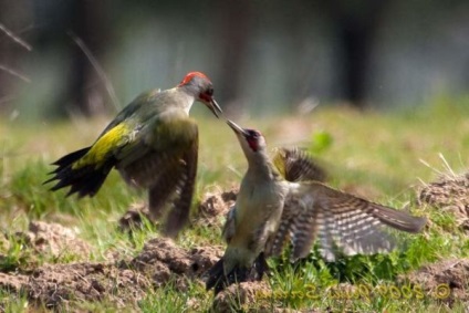 Bird Chopper fotografie și descriere