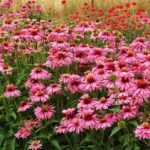 Echinacea sokszorosítása otthon