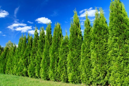 Reproducerea Cypress