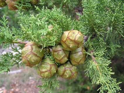 A Cypress sokszorosítása