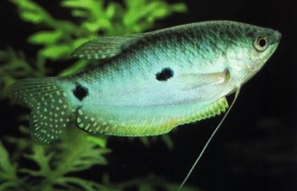 Reproducerea peștelui de către gurami