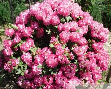 Reproducerea rododendronului prin metoda vegetativa