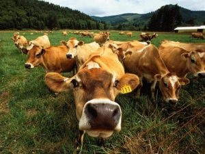 Creșterea vitelor pentru carne ca direcție profitabilă în afaceri